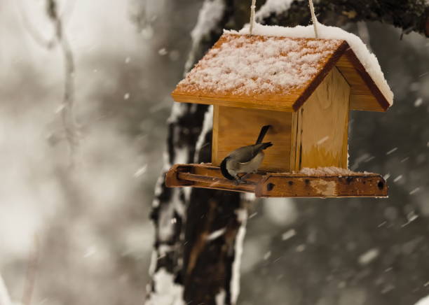 istock Feeding Wild Bird in Snowy Winter, Birdhouse 1458793580