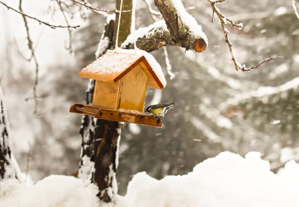 istock Feeding Wild Bird in Snowy Winter, Birdhouse 1458793586