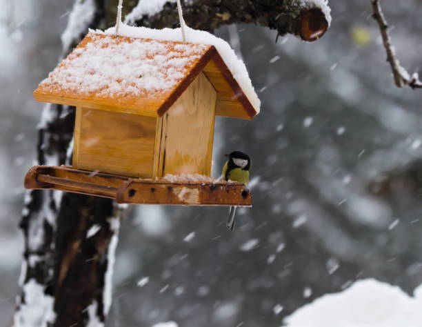 istock Feeding Wild Bird in Snowy Winter, Birdhouse 1458793592