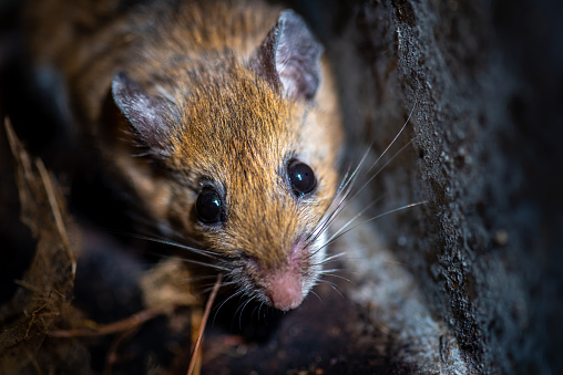 Close-up portrait of a white-footed mouse (Peromyscus leucopus).