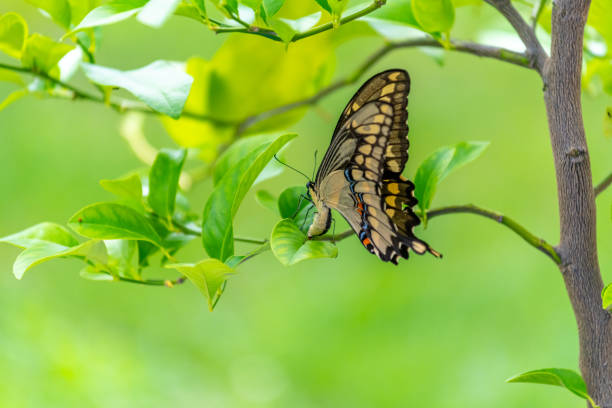 A Female Eastern Giant Swallowtail (Papilio cresphontes) laying an egg (just visible) on a potted lemon tree.