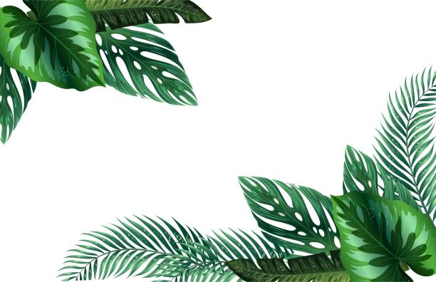 illustrazioni stock, clip art, cartoni animati e icone di tendenza di sfondo vettoriale con foglie di mostro tropicale e fronde di palma luminose per banner, volantino o copertina con spazio di copia per testo o simbolo - cheese plant leaf tree park