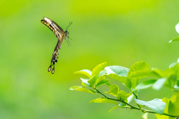 Side view of a Female Eastern Giant Swallowtail (Papilio cresphontes) in flight.