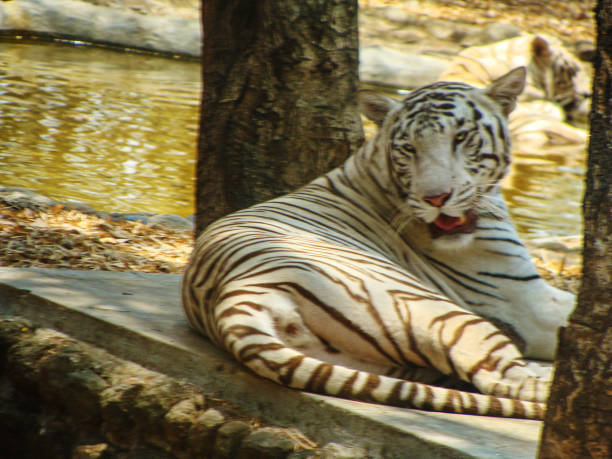 istock White tiger in Mysore Zoo 1458795158