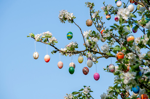 eastereggs hanging on apple tree. A lot of colorful and handmade eggs.
