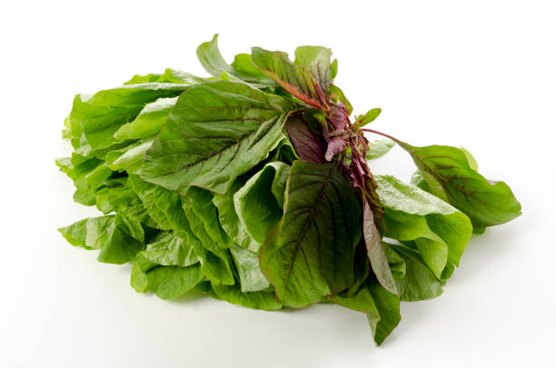 istock Amaranthus leaves on isolated white background 1458797033