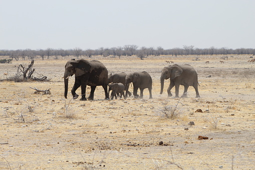 The elephant family got their fill of water and are heading away from the water hole.