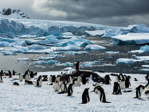 istock The beauty of Antarctica 1458797731