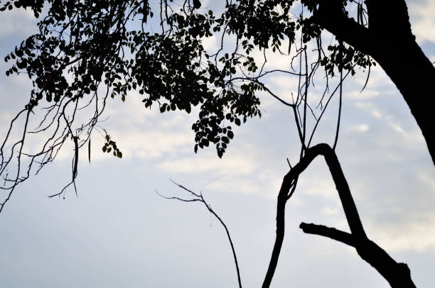 istock plant ,branch or tree and blue sky 1458799842
