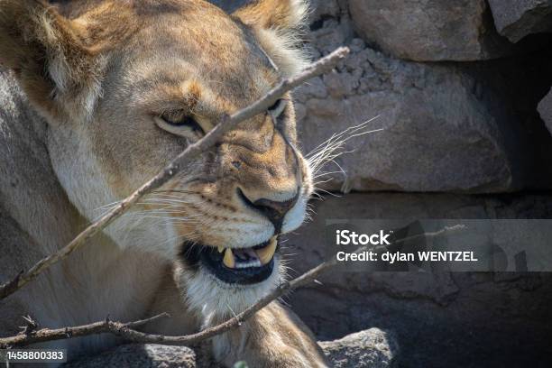 Lionne Stock Photo - Download Image Now - Animal, Animal Themes, Color Image
