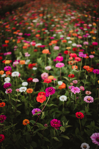 Field of zinnia flowers