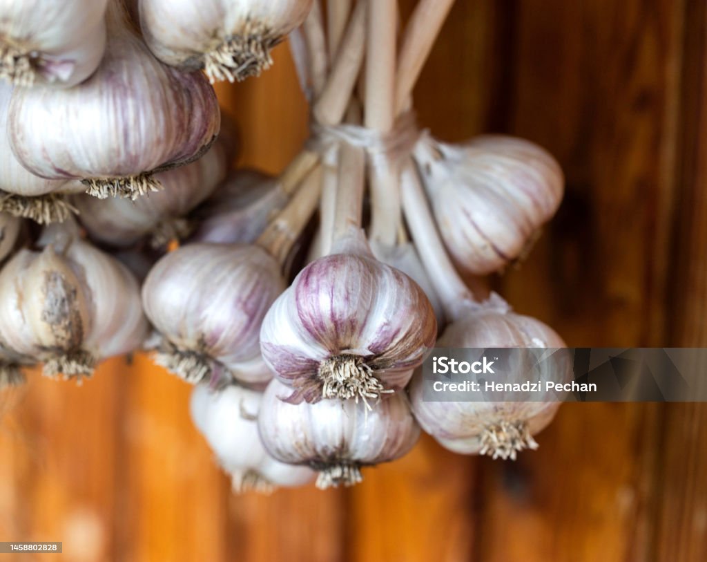 A lot of garlic is dried against the background of a wooden wall in the country. Natural harvest of garlic, agriculture A lot of garlic is dried against the background of a wooden wall in the country. Natural harvest of garlic. Agriculture Stock Photo