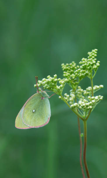 Moorland clouded yellow, Colias palaeno resting on meadowsweet plant Moorland clouded yellow, Colias palaeno resting on meadowsweet plant, vertical composion. butterfly colias hyale stock pictures, royalty-free photos & images