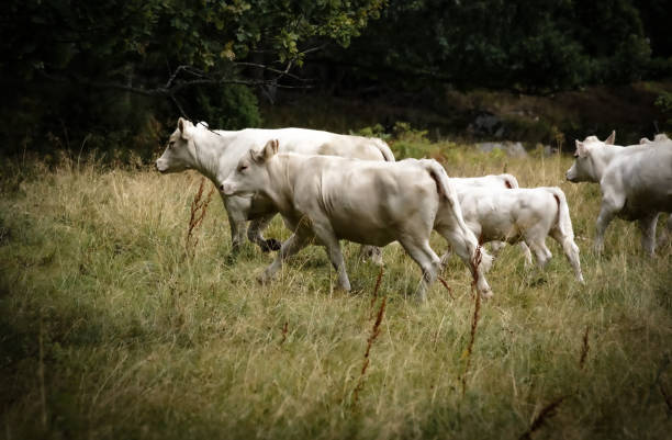 istock Side view of cows standing on field 1458805841