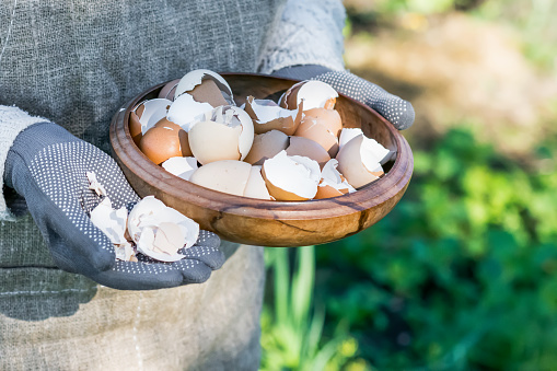 Brown and white eggshells placed in wooden bowl in hands of woman in vegetable garden background, eggshells stored for making natural fertilizers for growing vegetables, sustainability concept