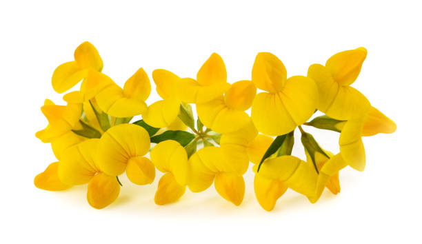 istock Common bird's foot trefoil 1458807225