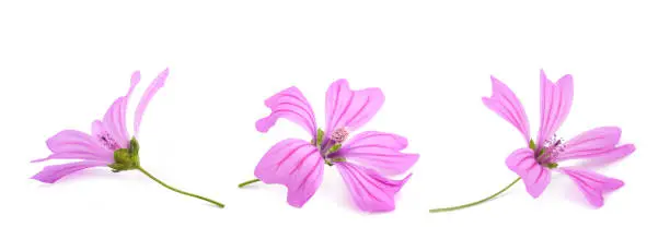 Mallow  flowers  isolated on white background