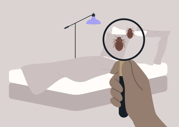 bettwanzenproblem, eine hand, die eine bettwäsche mit einer lupe inspiziert - wohngebäude innenansicht stock-grafiken, -clipart, -cartoons und -symbole