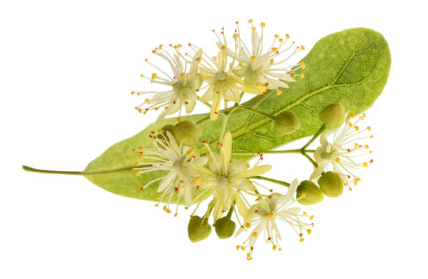 istock Linden  bract and flowers 1458807343