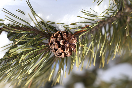 Pine tree in the snow