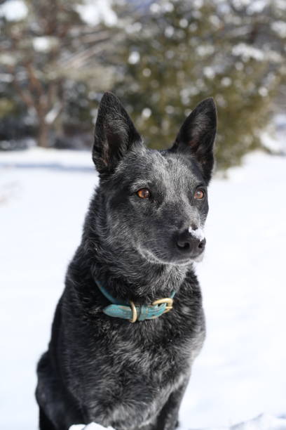 istock Australian Cattle Dog in the snow 1458808871