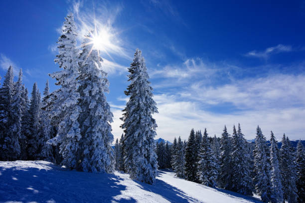 Frosty Snowy Trees and Winter Mountain Views Scenic Landscape - Sawatch Range views with fresh snow on trees winter wonderland landscape. Vail, Colorado USA.