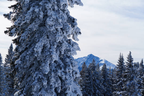 Frosty Snowy Trees and Winter Mountain Views Scenic Landscape - Sawatch Range views with fresh snow on trees winter wonderland landscape. Vail, Colorado USA.