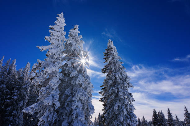 Frosty Snowy Trees and Winter Mountain Views Scenic Landscape - Sawatch Range views with fresh snow on trees winter wonderland landscape. Vail, Colorado USA.