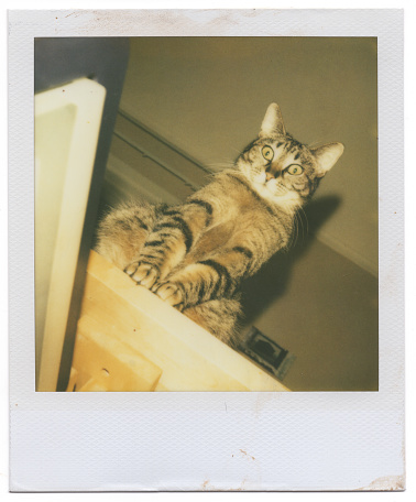 Instant print of tabby cat looking out on top of a table
