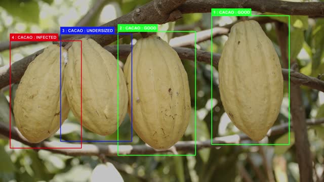 Cacao Precision Harvesting Smart Farm.