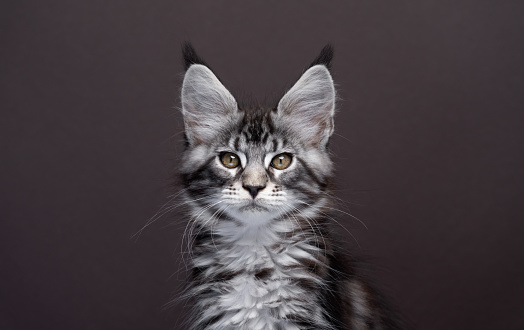 close up portrait of a beautiful silver tabby maine coon kitten looking at camera. the background is a solid dark brown with copy space