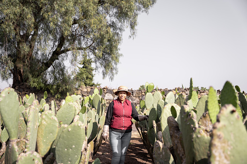 Portrait of an adult woman posing in a nopal field during the harvest. Concept of mexican agriculture