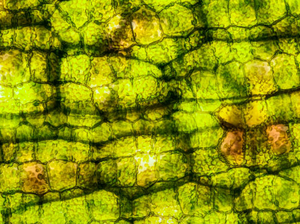 istock aquatic plant (Vallisneria gigantea) under the microscope showing chloroplasts and cell walls 1458813451