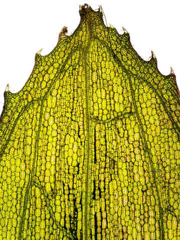 aquatic plant (Vallisneria gigantea) under the microscope - optical microscope x32 magnification