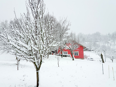 red house and frozen trees under white snow - village Milanovac at winter, Croatia