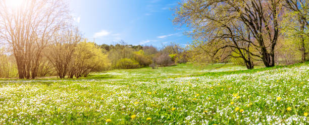 istock Panoramic view of the meadow with blossoming spring flowers in natural park. 1458816111