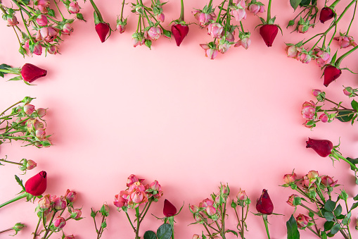 Frame composition with pink colored roses on pink background