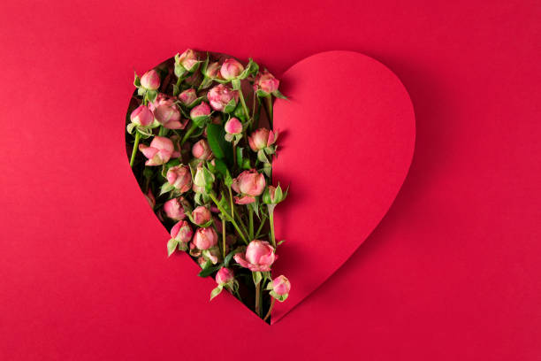 Valentine's Day Roses Under Heart Shaped Paper stock photo