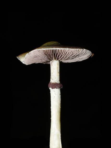 istock The agaric dung fungus 1458822625