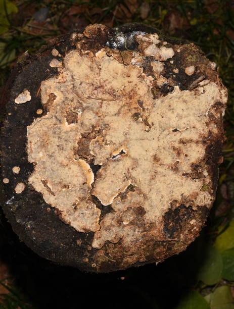 istock Bleeding broadleaf crust Stereum rugosum 1458822637