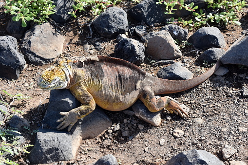 Galapagos land iguana Conolophus subcristatus shredding skin