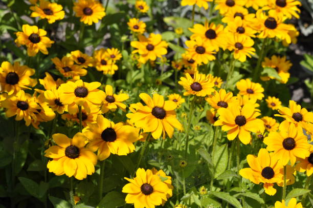 istock Rudbeckia hirta yellow sunflower 1458823190