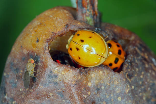 beetles pupa on plant in the wild
