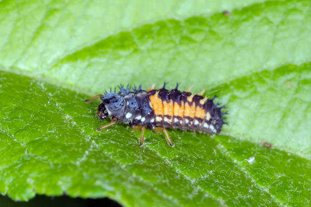istock Larva of Harmonia axyridis Harlequin ladybug on leaf. 1458823368