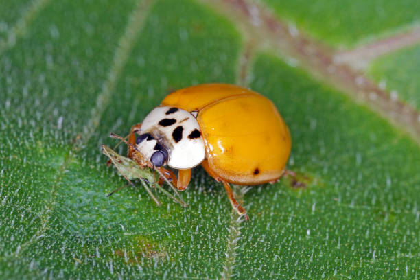 istock Harmonia axyridis Harlequin ladybug eating a hunted aphid. 1458823382