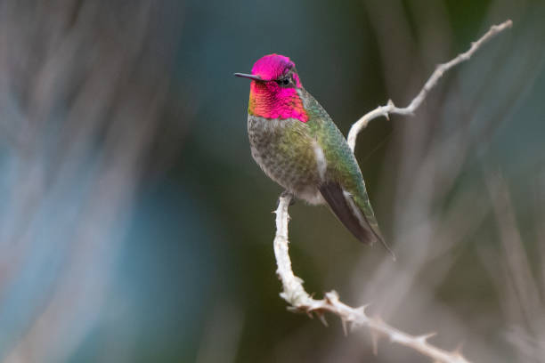 istock Iridescent Male Anna's Hummingbird Perches on a Blackberry Snag 1458823792