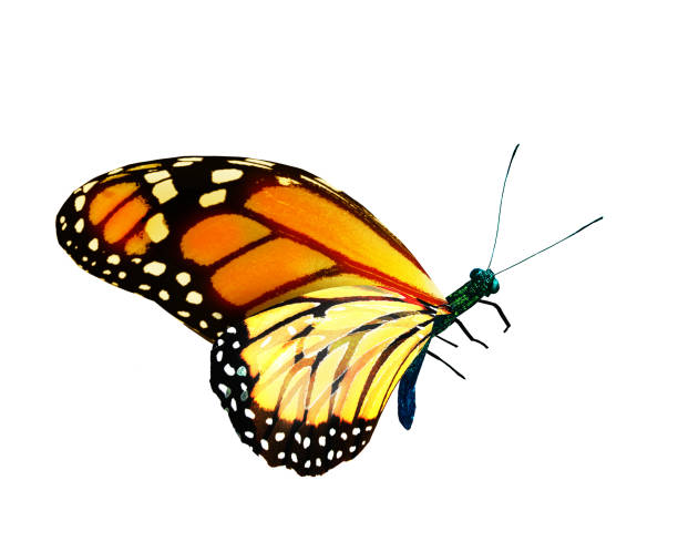istock Color monarch butterfly , isolated on the white background 1458824753