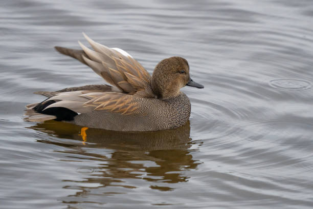 istock Beautiful Drake Gadwall on a Quiet Pond 1458824949