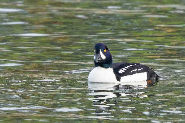 istock Goldeneye Duck Swims Among Beautiful Reflections 1458825215