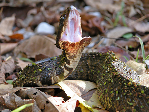 A Cottonmouth snake shows the white of its mouth when closely approached.